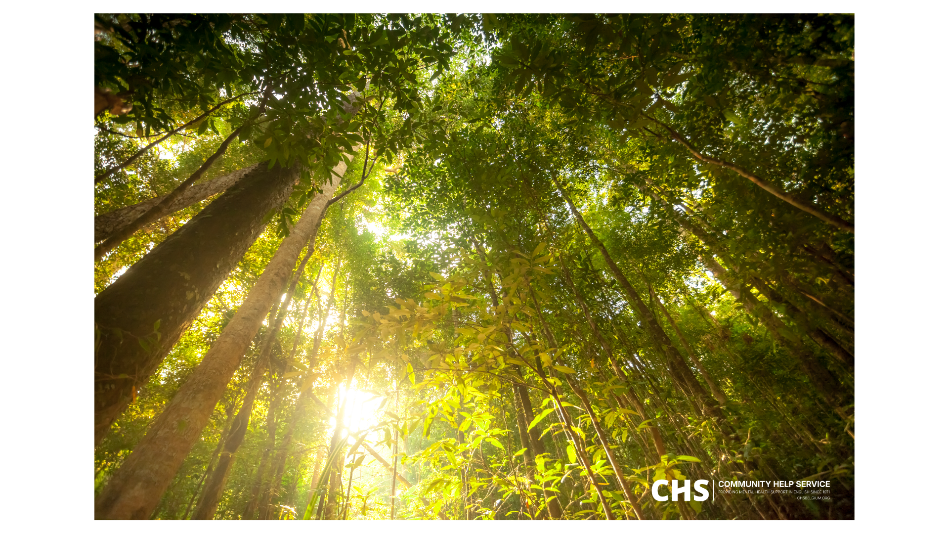 Sunlight shine through a forest canopy
